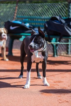 Trainingstag am 20.4.19 7 - Training mit Carina